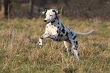 DALMATIEN 420